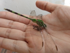 Erythemis vesiculosa