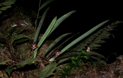 Maxillaria thurstoniorum