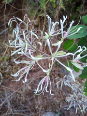 Bauhinia subrotundifolia