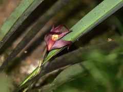 Maxillaria thurstoniorum