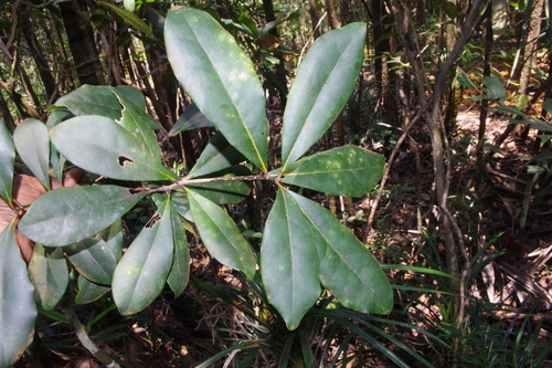 Hybanthus austrocaledonicus observed 2025-11-19