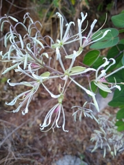 Bauhinia subrotundifolia