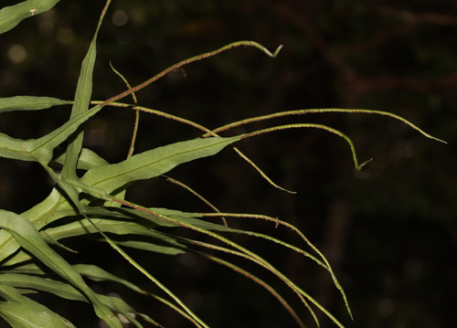 Lepisorus mucronatus, photograph 4