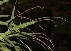 Lepisorus mucronatus, photograph (c) Lachlan Copeland, some rights reserved (CC BY-SA)