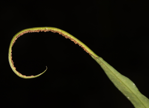 Lepisorus mucronatus, photograph 3