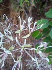 Bauhinia subrotundifolia