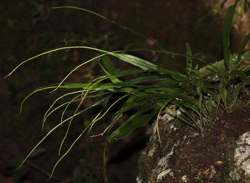 Needle Fern (Lepisorus mucronatus)