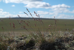 Festuca auriculata