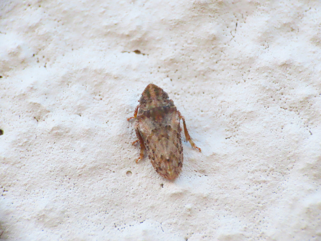 Tettigometra leucophaea