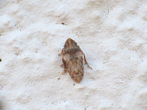 Tettigometra leucophaea