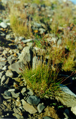 Festuca auriculata