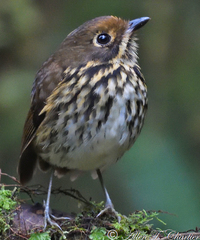 Grallaricula ochraceifrons