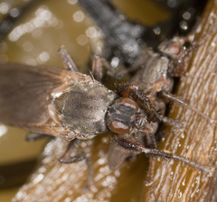 Coelopidae