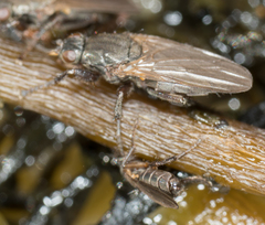 Coelopidae