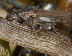 Coelopidae