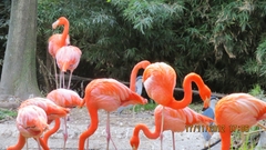 Phoenicopterus