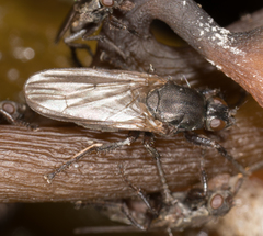 Coelopidae