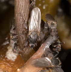 Coelopidae