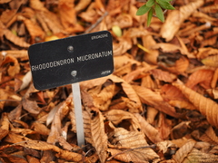 Rhododendron mucronatum