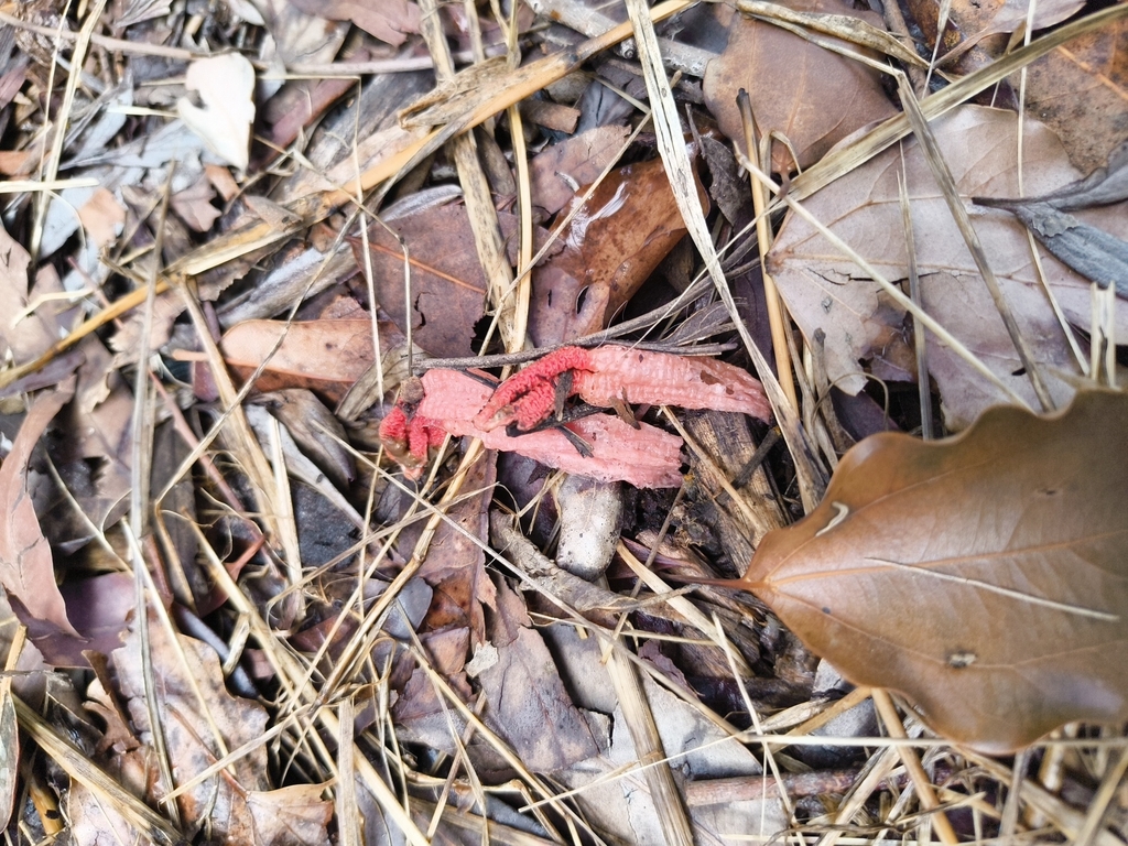 Lysurus mokusin · February 2026 · photo: © rockfox (iNaturalist, cc0)