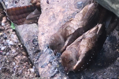 Steatornis caripensis