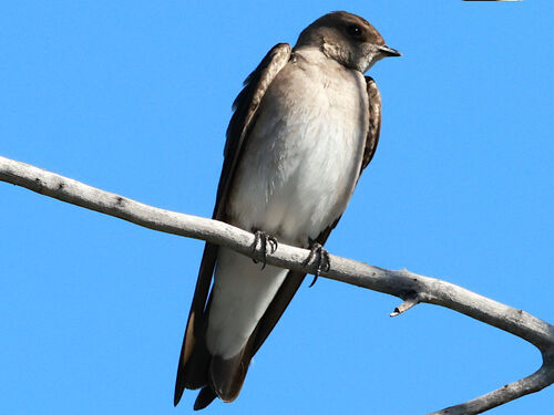 Northern Rough-winged Swallow (Stelgidopteryx serripennis), photo 4