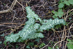 Arum italicum italicum