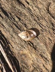 Discoleus aguirrei