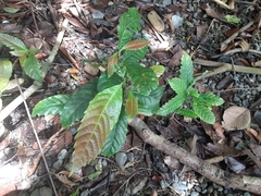 Dilleniaceae