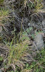 Festuca auriculata