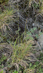 Festuca auriculata