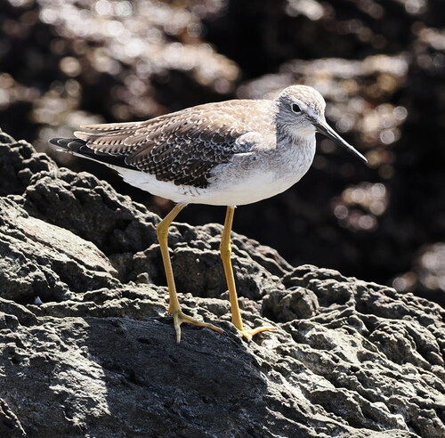 Archibebe patigualdo grande (Tringa melanoleuca)