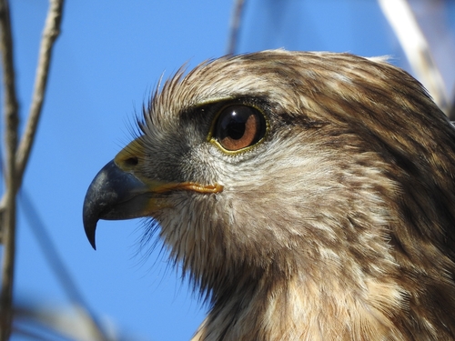 Red-shouldered Hawk photographed in Mississippi
