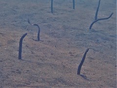Dusky Garden Eel photo 3