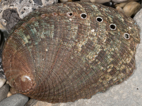Haliotis fulgens