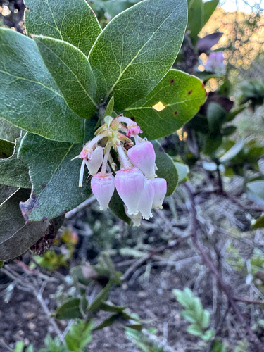 Pallid manzanita (Arctostaphylos pallida)