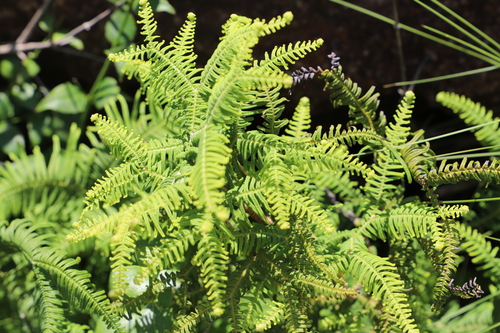 Umbrella Coral Fern (Sticherus umbraculifer)