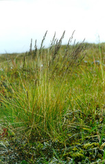 Festuca brachyphylla