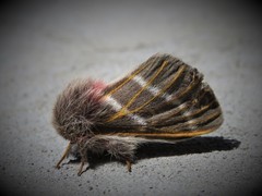 Hemileuca rubridorsa