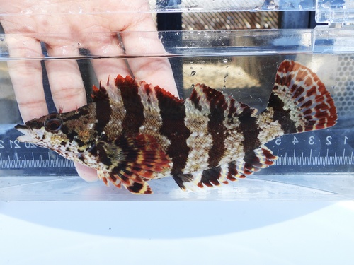Convict fish (Oxylebius pictus) — Zaniolepididae — 3