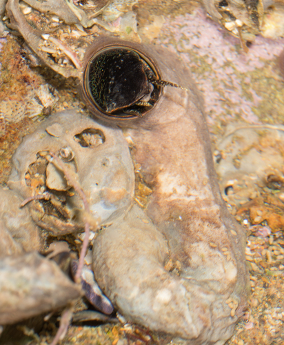 Vermetidae
