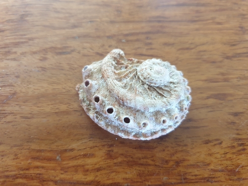Haliotis scalaris