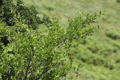 Rock Alder (Afrocanthium mundianum)
