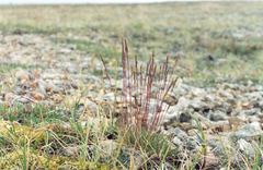Festuca brachyphylla