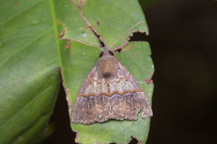 Hypena robustalis