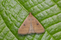 Simplicia discosticta