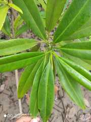 Pelliciera rhizophorae