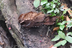 Steatornis caripensis