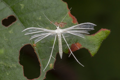 Pterophorus lacteipennis