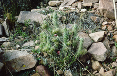 Austrocylindropuntia shaferi